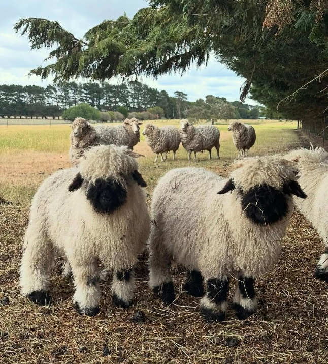 Pure Bred (For Sale)