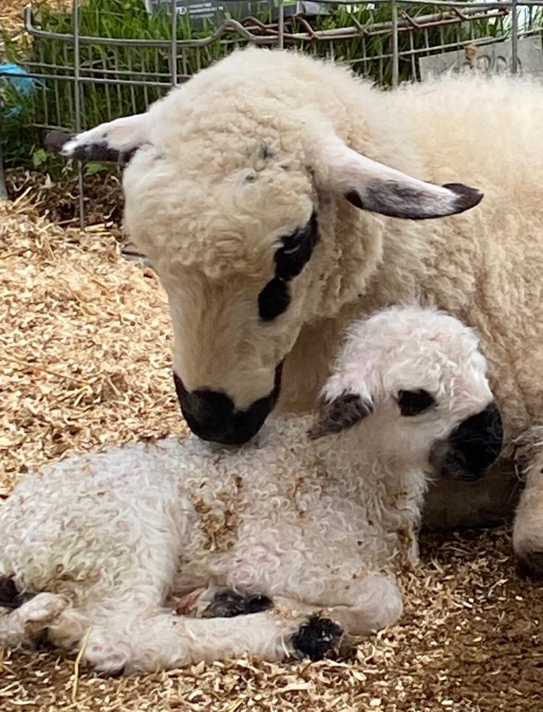 Australian Breed Up (For Sale)