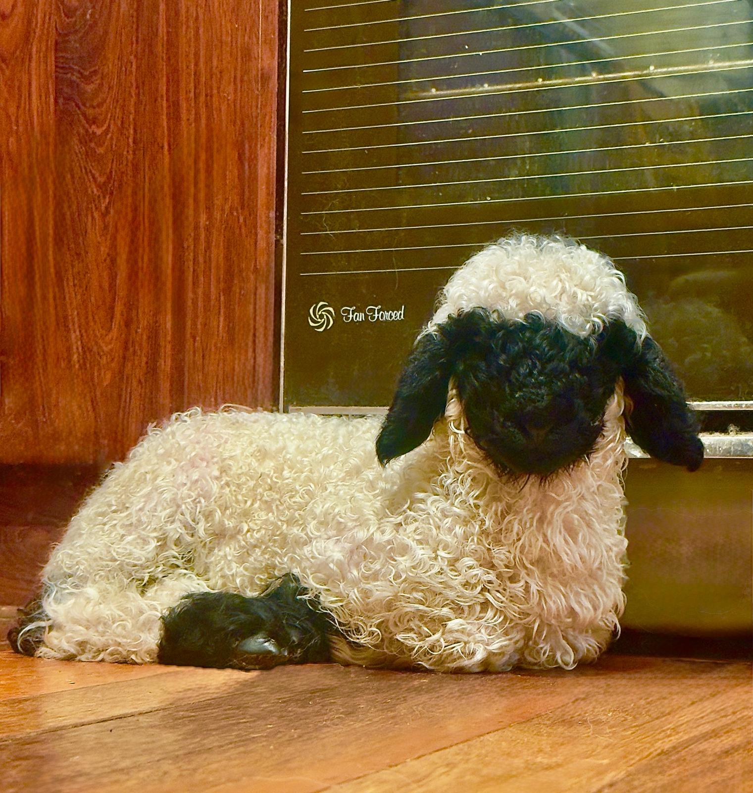 Pure Bred (For Sale)