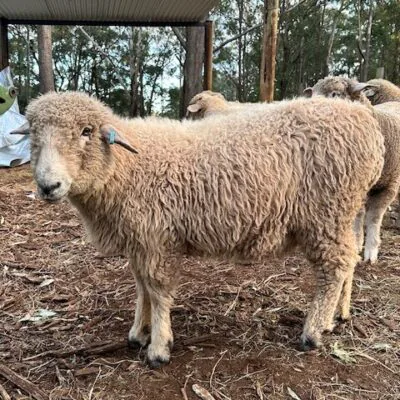 An F1 Valais Blacknose ewe from Happy Valley Heritage Farm