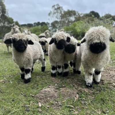 A group of purebred Valais Blacknose lambs from Malee Pine