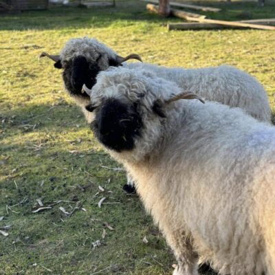 Two purebred Valais Blacknose Rams from Malee Pine