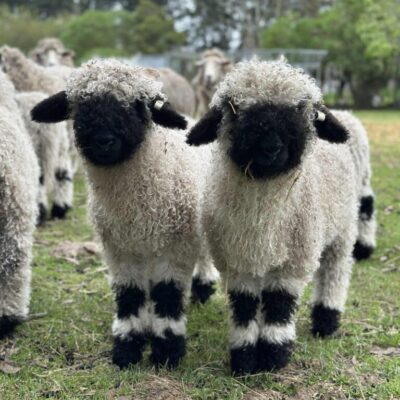 Two purebred Valais Blacknose lambs from Malee Pine