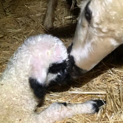 Valais Blacknose F1 ewe with lamb. Emira Autumn