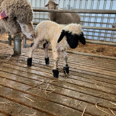 Newborn Valais Blacknose Lamb. Emira Lambington. With his surrogate mum.