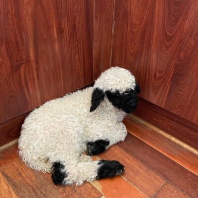 Valais Blacknose Lamb. Emira Lambington. In the corner of the kitchen