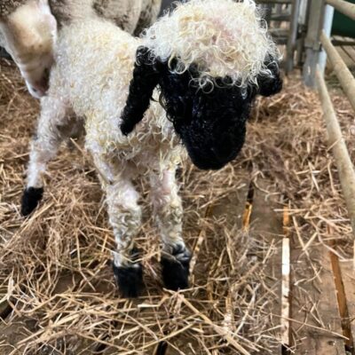 Close up of newborn Valais Blacknose Lamb. Emira Lambington. With his surrogate mum.