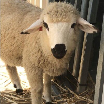 Valais Blacknose F1 Wether from Emira Valais