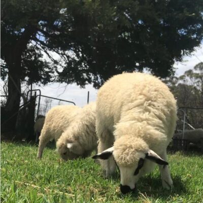 Valais Blacknose F1 sheep from Emira Valais