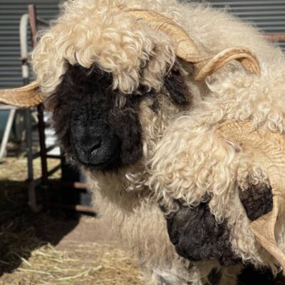 2 pure Binbrook Valais Blacknose ewes with their heads together