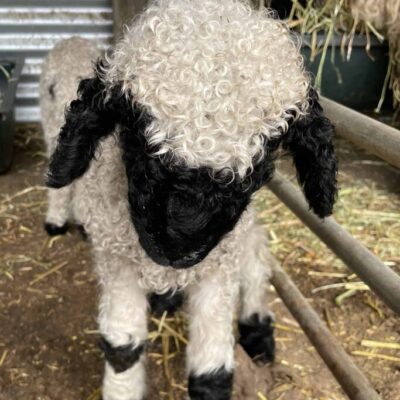 1 purebred Valais Blacknose ewe lamb Binbrook