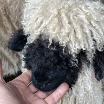 Pure Valais Blacknose Ewe from Binbrook Stud, resting on hand