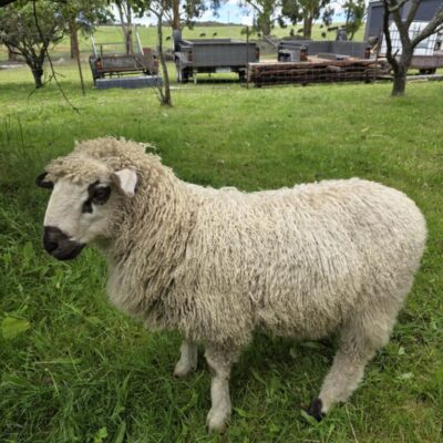 F1 Valais Blacknose ewe from Trenholm Park Stud