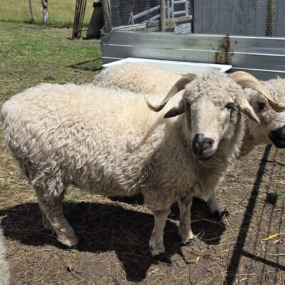 Two F1 Valais Blacknose wethers from Trenholm Park Stud