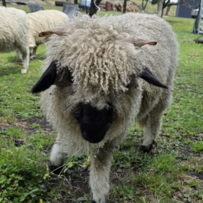 One F1 Valais Blacknose wether from Trenholm Park Stud