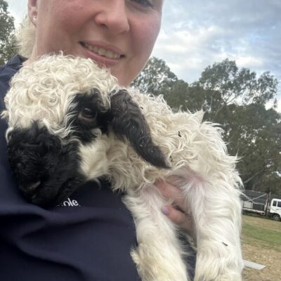 Woman holding F3 Valais Blacknose ewe lamb from Saint Bee Stud
