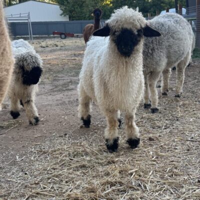F3 Valais Blacknose ewe lamb from Saint Bee Stud with two other sheep in the background.