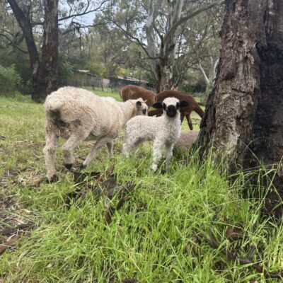 F3 Valais Blacknose ewe lamb from Saint Bee Stud next to a large tree.